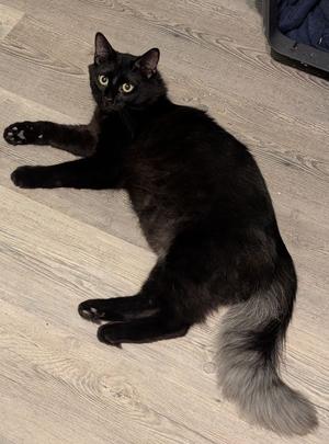 Ghost, young, available for adoption
