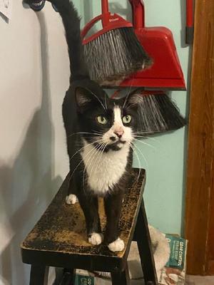 Clyde, adult, available for adoption