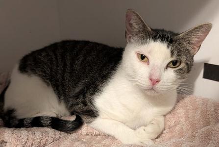 Baby Girl, available for adoption