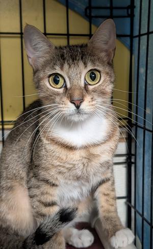 Jessie (Edna), adult, available for adoption
