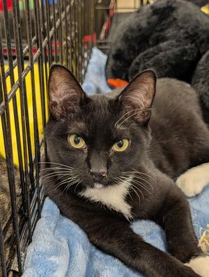 Abigail 2025, young, available for adoption