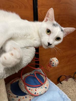 Azlan, young, available for adoption