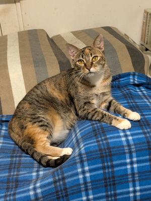 Dotti, adult, available for adoption