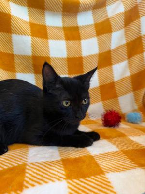 Holly 2026, young, available for adoption