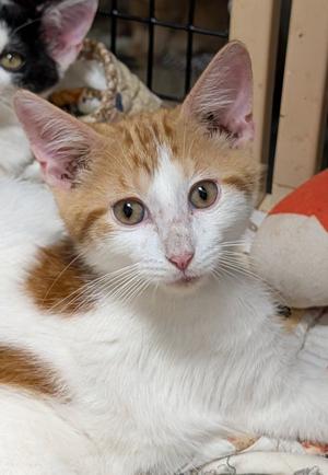 Colby, young, available for adoption