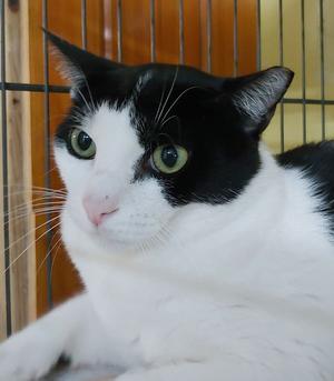 Jerry, adult, available for adoption