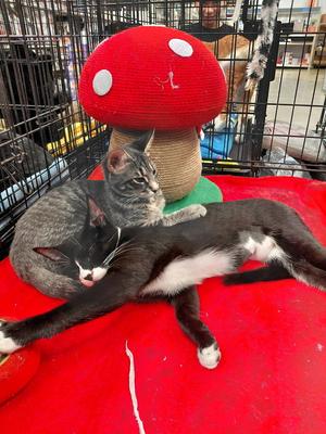 Delaney, young, available for adoption