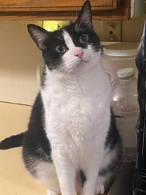 Bonnie, adult, available for adoption