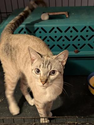 Chancey, adult, available for adoption