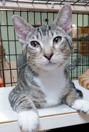 Cosmo, young, available for adoption