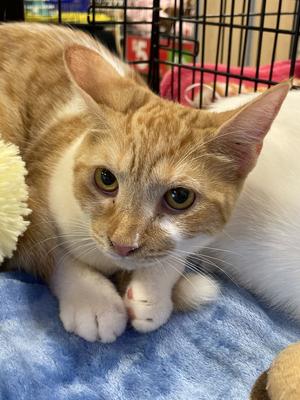 Elsa, young, available for adoption