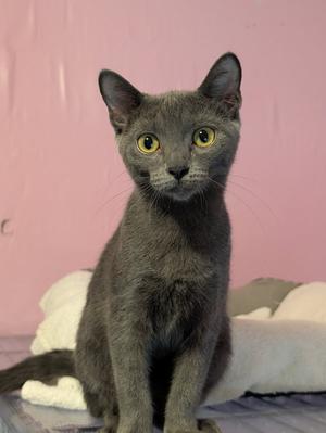 A gray cat with yellow eyes sitting on a bed with a pink wall in the background.