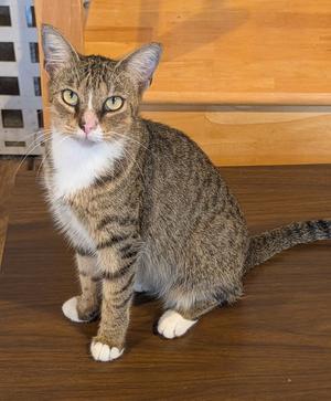 Dusty, young, available for adoption