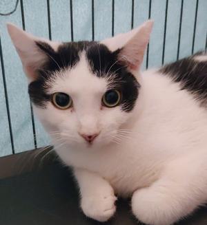Blackie, adult, available for adoption