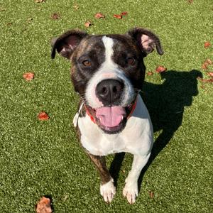 Autumn, Mixed Breed (Medium), adult, available for adoption