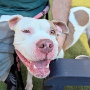 Cold Brew, Boxer, adult, available for adoption