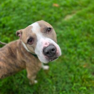 Cabbage, Terrier, American Pit Bull, adult, available for adoption