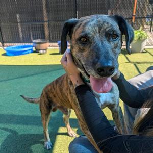 Adam Sandler, Mixed Breed (Medium), adult, available for adoption