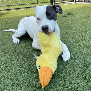 A white dog with a black patch over its eye is lying on green artificial grass, holding a yellow plush duck toy in its mouth.