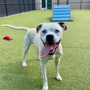 A white dog with blue eyes and a pink tongue standing on green artificial turf, with a blue ramp and a red toy in the background.