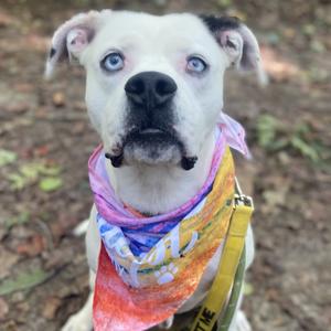 A white dog with blue eyes wearing a colorful bandana and a yellow leash, standing outdoors on a leafy ground.
