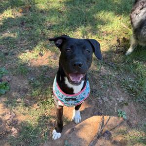 A black dog with a colorful bandana sitting on grass, looking up at the camera.