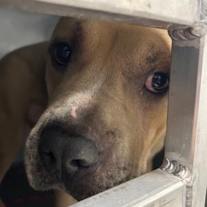 Apollo, Terrier, Pit Bull, adult, available for adoption