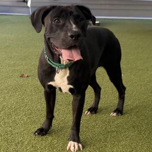 Calli, Terrier, Pit Bull, adult, available for adoption