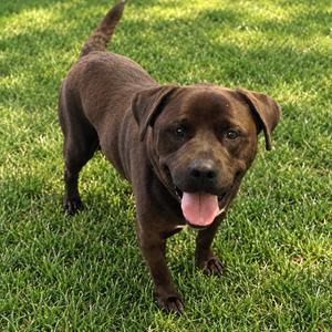 Bear, Rottweiler, adult, available for adoption