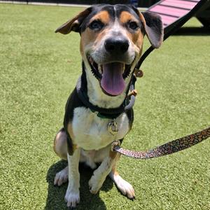 C-3PO, Hound, adult, available for adoption
