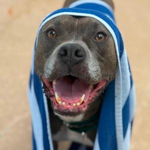 Danny, Terrier, Pit Bull, adult, available for adoption
