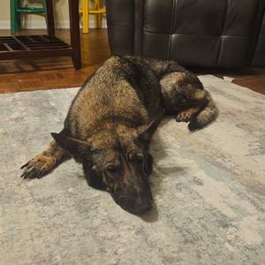 Arya, Mixed Breed (Large), adult, available for adoption