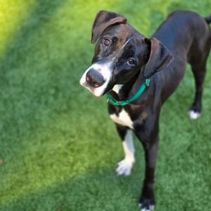 A black and white dog with a green collar standing on a grassy surface.