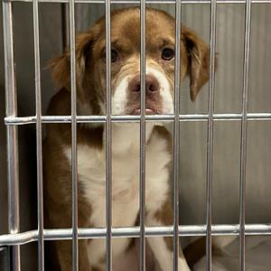Amelia Earhart, Mixed Breed (Medium), puppy, available for adoption
