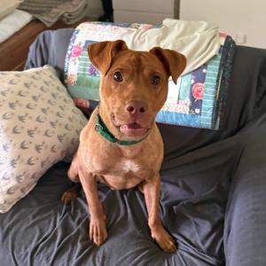 Amazon, Retriever, Chocolate Labrador, adult, available for adoption