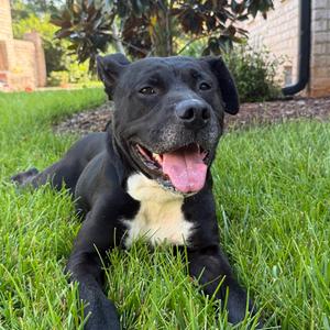 Chapel, Terrier, Pit Bull, adult, available for adoption