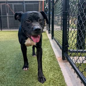 Chapel, Terrier, Pit Bull, adult, available for adoption