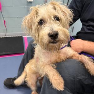 Anna, Poodle, Miniature, adult, available for adoption