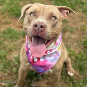 A tan pit bull dog with bright blue eyes and a colorful bandana around its neck, panting with its tongue out.