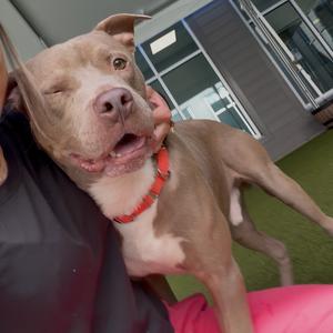 Buckles, Terrier, Pit Bull, adult, available for adoption