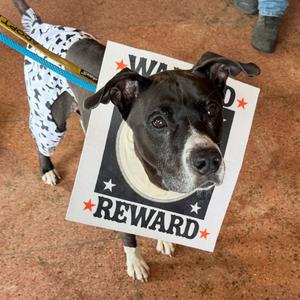 Cozmo, Terrier, American Pit Bull, senior, available for adoption