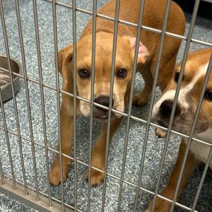 Babe Ruth, Mixed Breed (Medium), puppy, available for adoption