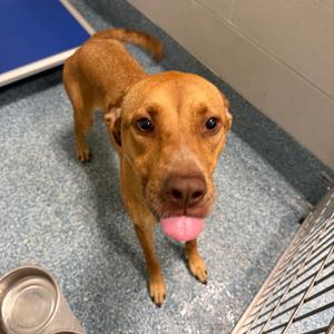 Apple Butter, Mixed Breed (Medium), adult, available for adoption