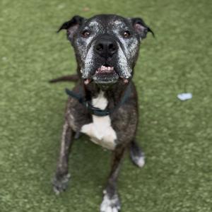 a black and white dog standing on green grass