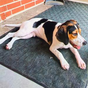 Buddy the Elf, Beagle, adult, available for adoption