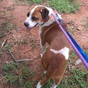 A brown and white dog standing on a dirt path, wearing a purple and blue leash.