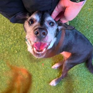 Big Boy, Chihuahua, senior, available for adoption