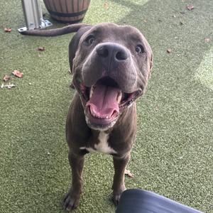A happy brown dog with a white chest patch, sitting on a green artificial turf, looking up with its mouth open and tongue out.