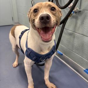 A happy dog wearing a blue harness, standing in a room with a blue floor and gray walls.