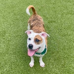 A brown and white dog with a green collar standing on a green artificial turf.